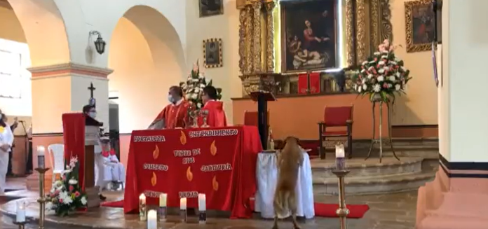 Colombia: Perro se roba un pan en medio de una misa y se hace viral Twitter