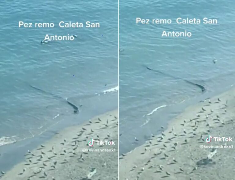 Video que capta a supuesto pez remo varado en San Antonio se vuelve viral en TikTok