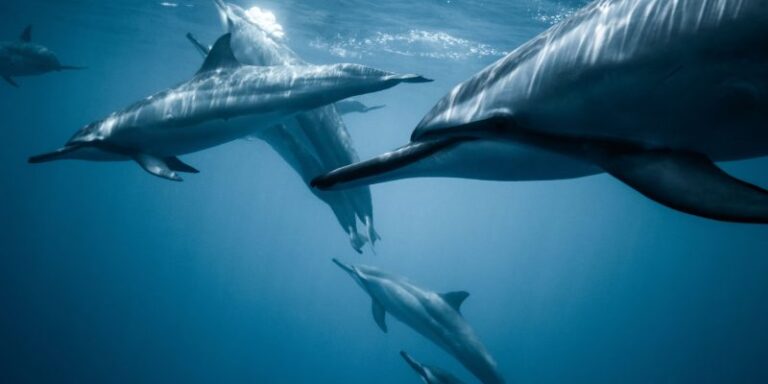 Sernapesca confirmó la detección de gripe aviar en dos delfines chilenos