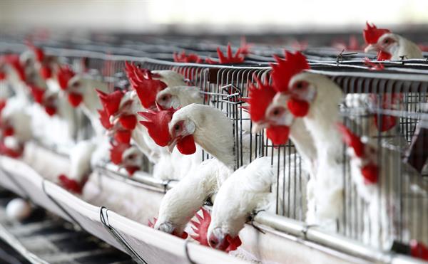 Gripe aviar: Japón se está quedando sin espacio para enterrar pollos sacrificados
