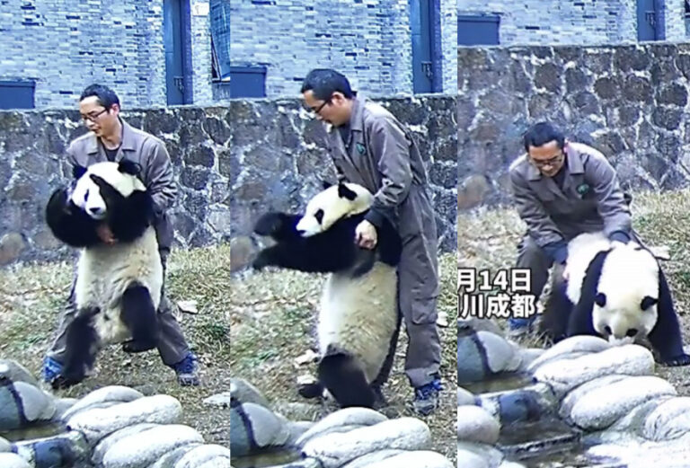 Cuidador logra salvar a panda tras aplicarle la maniobra de Heimlich: Animal se había ahogado con una zanahoria