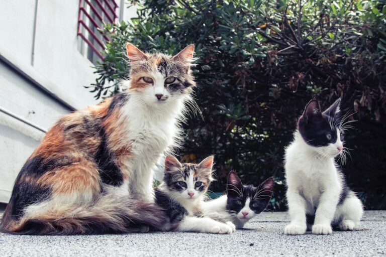 Eliminan polémico concurso que invitaba a niños a cazar gatos en Nueva Zelandia
