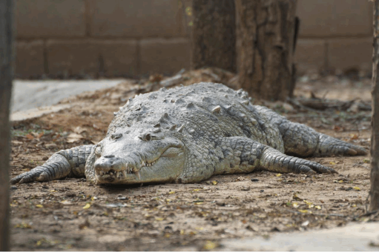 Hombre de 72 años murió tras ser atacado por 40 cocodrilos en Camboya