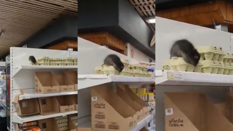 “Manso guarén”: Gigantesca rata es descubierta sobre huevos en un supermercado de Loncoche