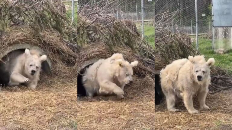 Video de oso saliendo de su hibernación se hace viral en redes sociales y causa intriga por su aspecto