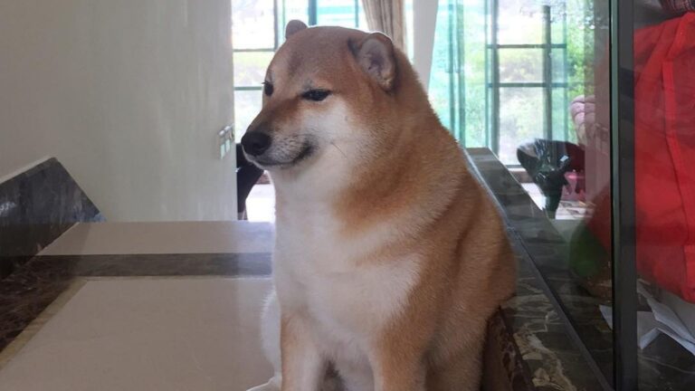 Perrito del meme “Cheems” murió tras estar varios meses en grave estado de salud