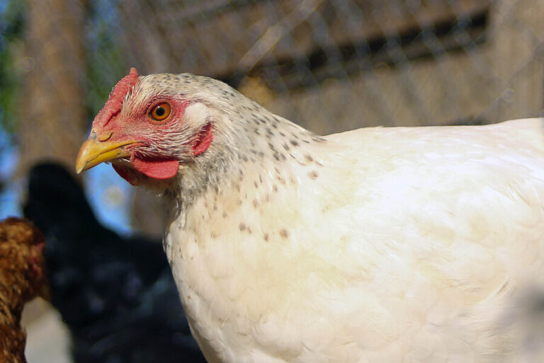 Ministra (s) de Agricultura y eventual vacuna contra la gripe aviar para animales: 