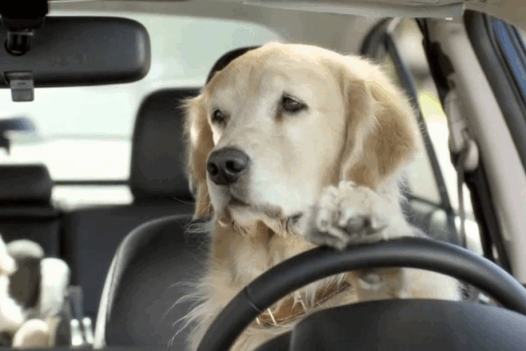 Conductor ebrio cambió de lugar con su perro para fingir ser el pasajero durante una detención