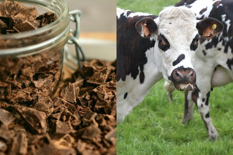 Inusual hito en Osorno: Buscan crear la vaca de chocolate 