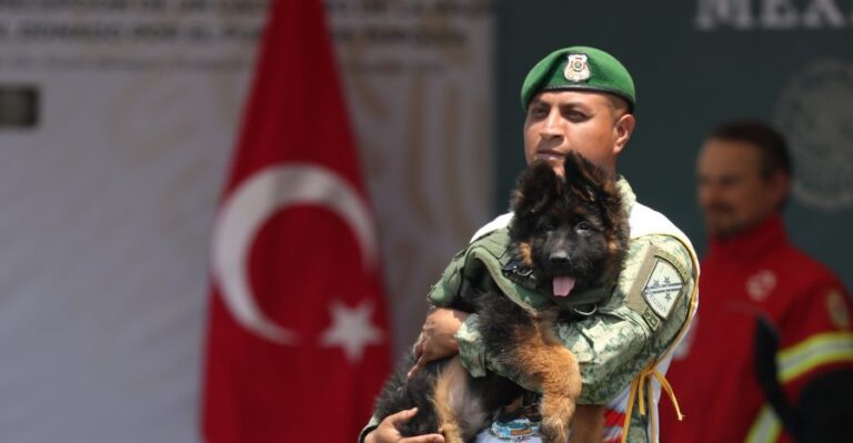 Se llama Arkadas: Turquía regala cachorro a México tras muerte de perro rescatista