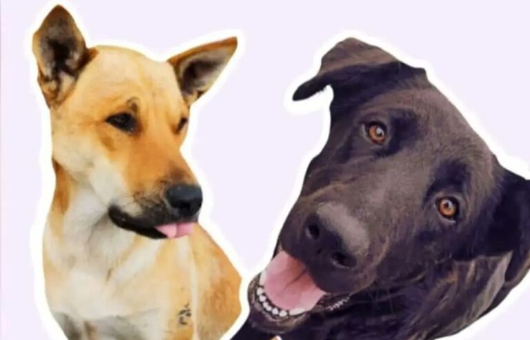Universidad del Alba desvinculó a cuatro funcionarios y suspendió a vicerrector tras grave denuncia de matanza de perros