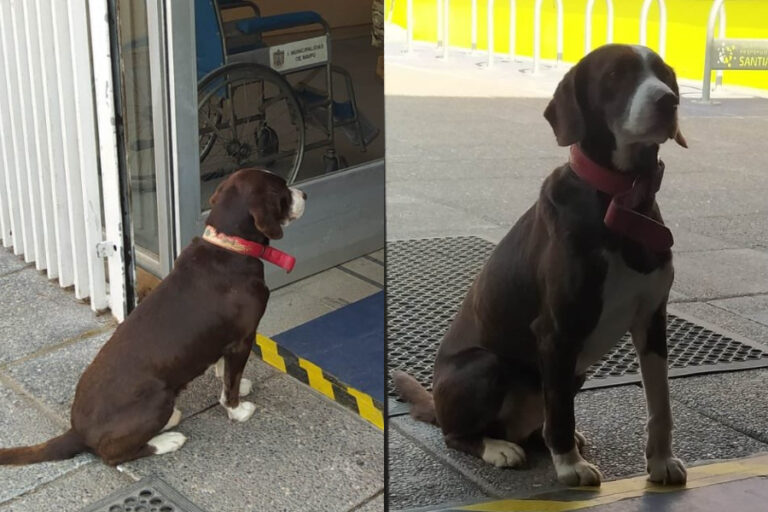 Maipú: Alcalde Vodanovic busca a persona que 