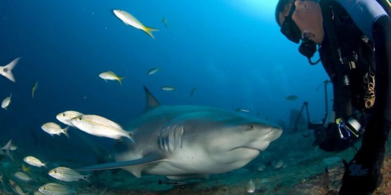 Nadar con tiburones en Cuba, una experiencia de turismo subacuático surreal
