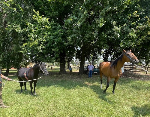 Denuncian el robo de tres caballos de terapia en San Carlos: Ayudaban en la atención de 120 alumnos