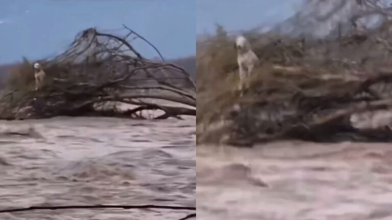 Rescatan a perro que quedó atrapado en el río Cachapoal tras fuertes lluvias en O'Higgins