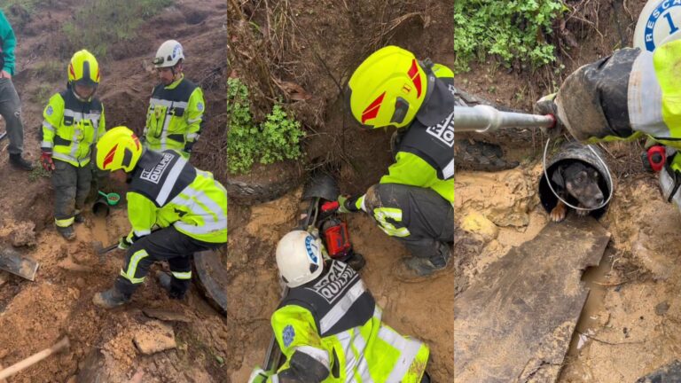 Quilpué: Bomberos rescatan a perro atrapado en un tubo tras paso de sistema frontal