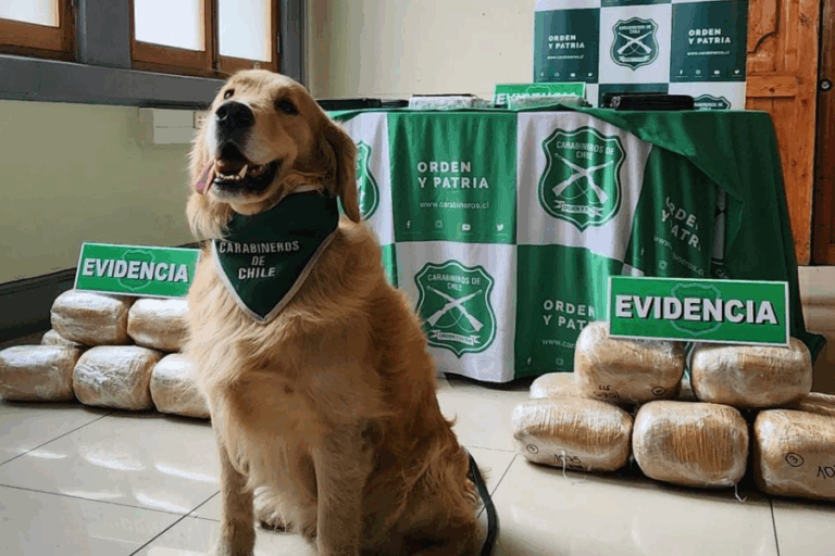 Antofagasta: Incautan más de $230 millones en droga y detienen a 5 personas