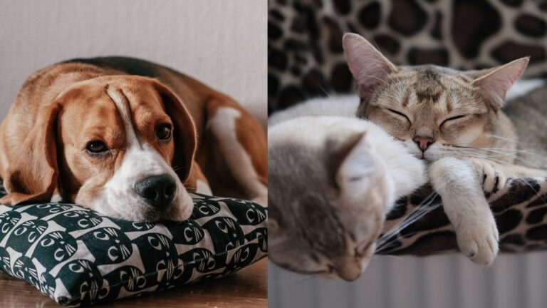 Tenencia responsable de perros y gatos: Tips para elegir los mejores implementos