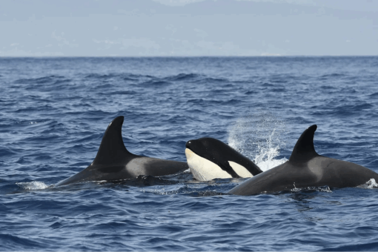 Orcas siguen embistiendo barcos en España: Expertos creen que podrían sufrir estrés postraumático