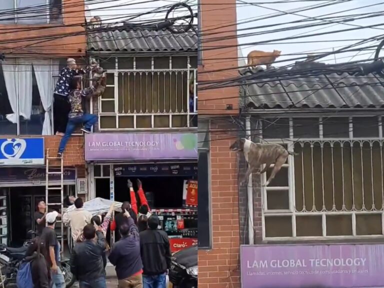 Me pareció haber visto un lindo gatito: Perro quedó atrapado en cables de luz por perseguir a un felino