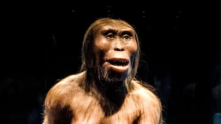 “Lucy” vuelve a la vida en un modelo 3D: Científicos de Cambridge sugieren que caminó erguida hace millones de años