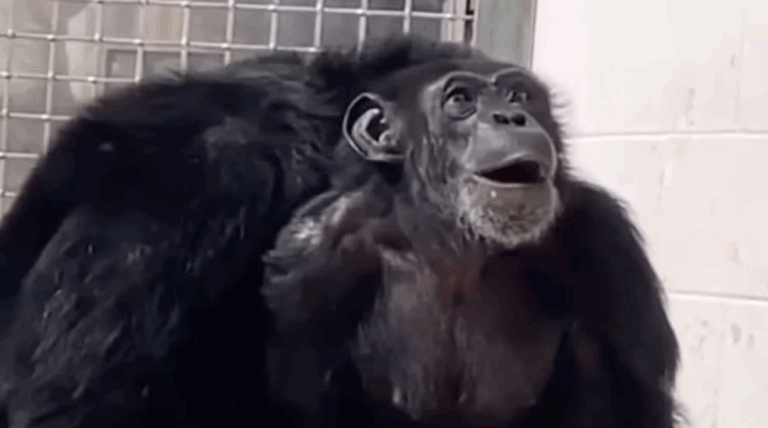Tras 28 años de encierro: La reacción de esta chimpancé al ver el cielo por primera vez se vuelve viral
