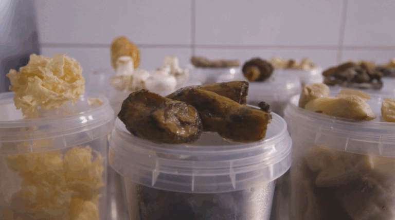Mycobites, el emprendimiento chileno que crea alimentos con base en hongos