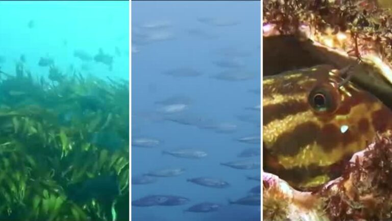 ¿Cuáles son los desafíos ambientales del mar en una nueva conmemoración del día de los océanos?