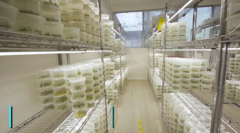 Botanical Solutions, la startup chilena que aprovecha los beneficios del Quillay de forma sustentable