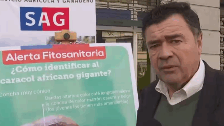 Ministro Valenzuela tras presencia de caracol gigante africano en el país: 