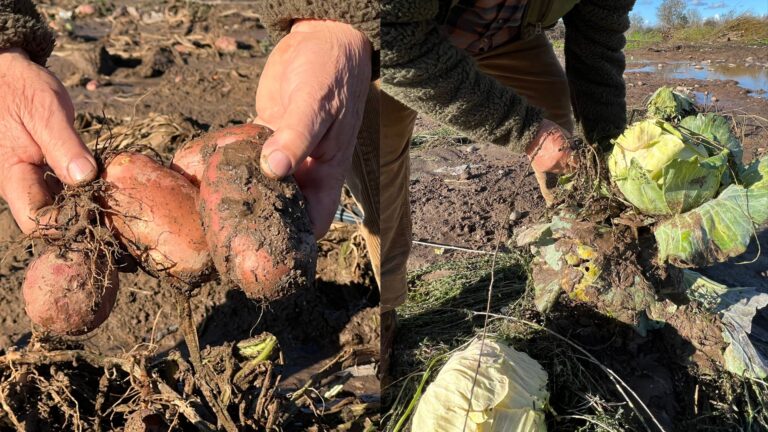 Advierten alzas en papas, lechugas y brócolis tras sistema frontal en la zona centro-sur