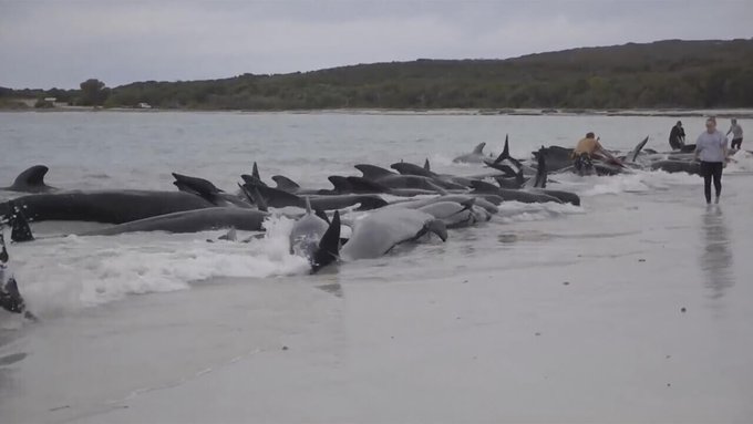51 ballenas murieron tras varar en una playa de Australia: Ecologistas intentan rescatar a otras 46