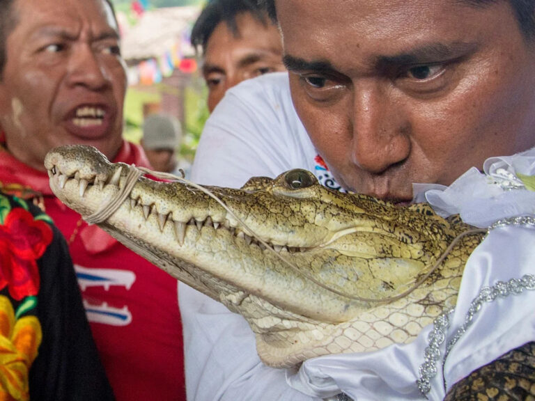 Alcalde mexicano contrae matrimonio con un caiman: “Nos queremos, eso es lo importante”