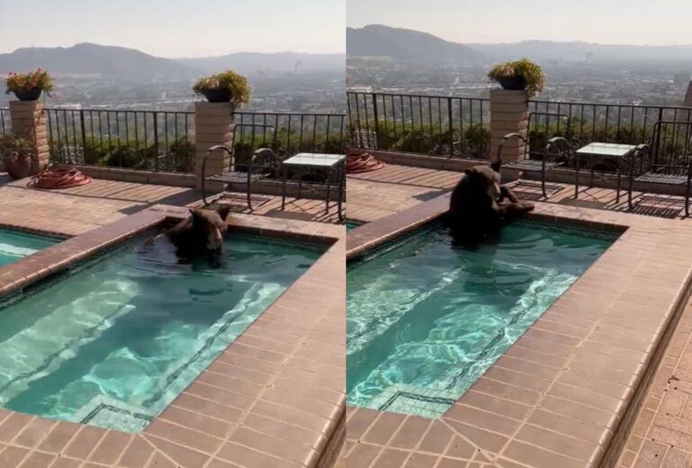 Estados Unidos: Oso es captado refrescándose en piscina con jacuzzi de una vivienda en California