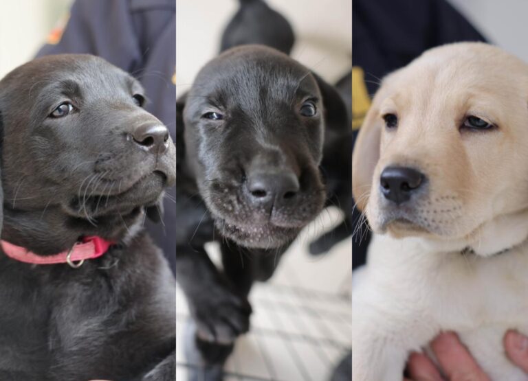 PDI presenta nueva camada de cachorros y abre encuesta para escoger sus nombres