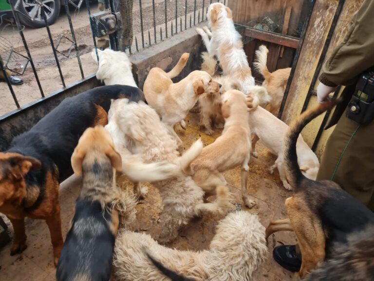 Rescatan a 23 perritos en Conchalí: Estaban en situación de insalubridad, maltrato y abandono