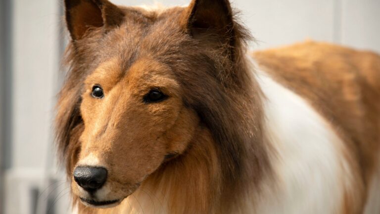 Hombre gastó más de 18 millones de pesos en traje de perro realista: “Cumplí mi sueño”