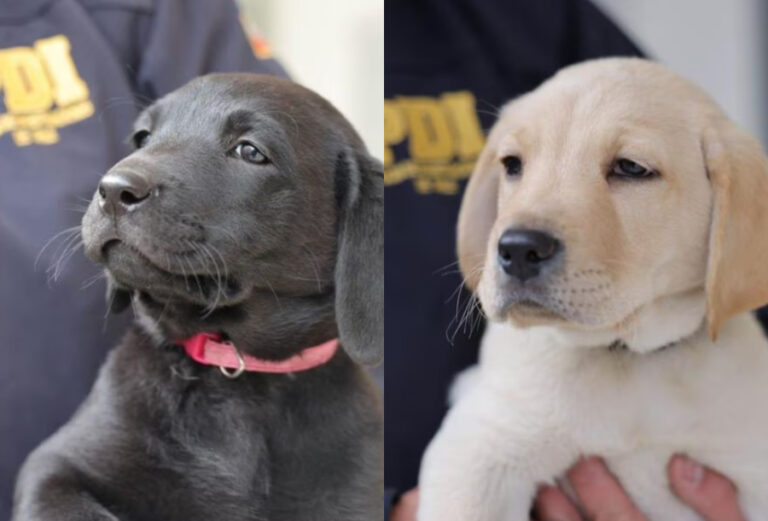 PDI hizo una encuesta para ponerle nombres a sus cachorros y estos fueron los resultados