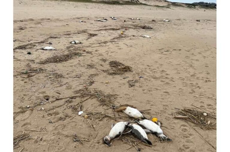 Misterio en las costas de Uruguay: Encuentran 2 mil pingüinos magallánicos muertos en solo 10 días