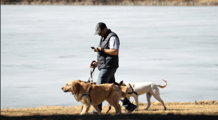 ¿Estamos paseando mal a nuestros perros?: Expertos explican los peligros del multitasking