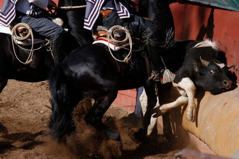 Encuesta Criteria: 64% de los consultados dijo estar en desacuerdo de que el rodeo sea considerado deporte nacional por ley