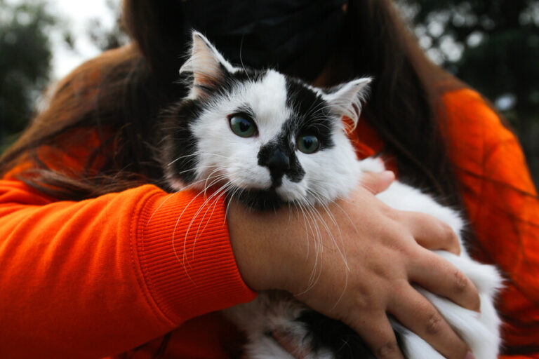 Científicos descubren cómo se produce el ronroneo de los gatos