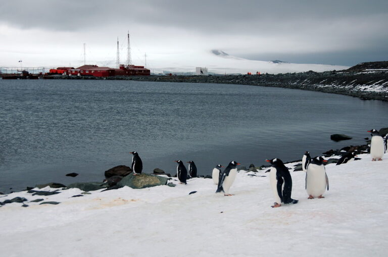 Proponen que la comuna de la Antártica tenga su propia alcaldía: “Un acto geopolítico de defensa de los intereses de nuestro país”
