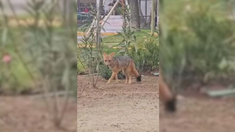 Falló operativo del SAG: Zorro culpeo se escapó de Ñuñoa a Las Condes