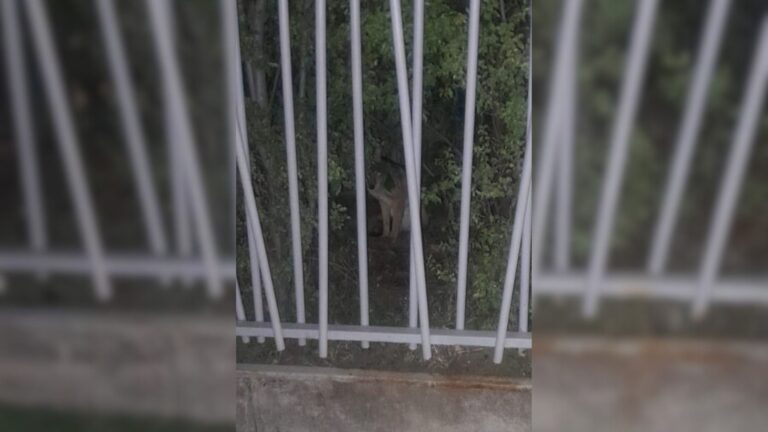 Zorro culpeo fue capturado en patio de una casa en Las Condes: Fue trasladado al Zoológico Nacional
