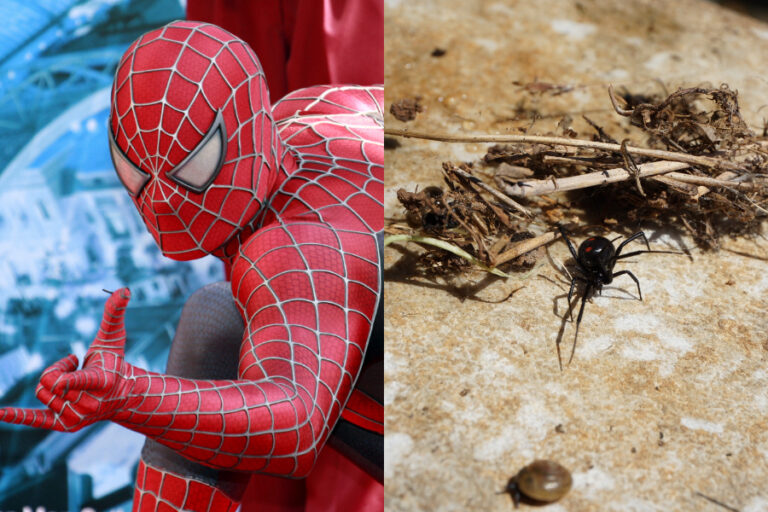 Niño boliviano se hizo picar por una viuda negra para convertirse en Spider-man