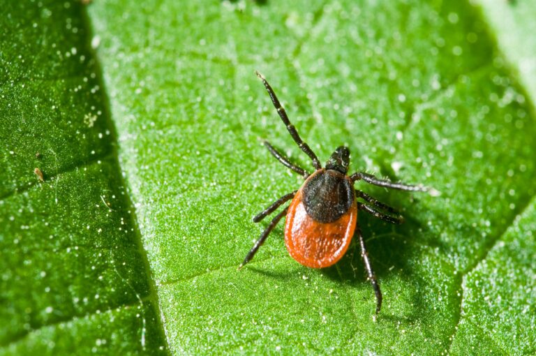 Enfermedad de Lyme: ¿Qué es, cuáles son sus síntomas y cómo prevenirla?
