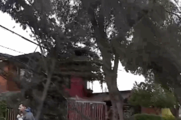 Por fuertes vientos: Caída de árbol provoca corte de luz en sector residencial de Maipú
