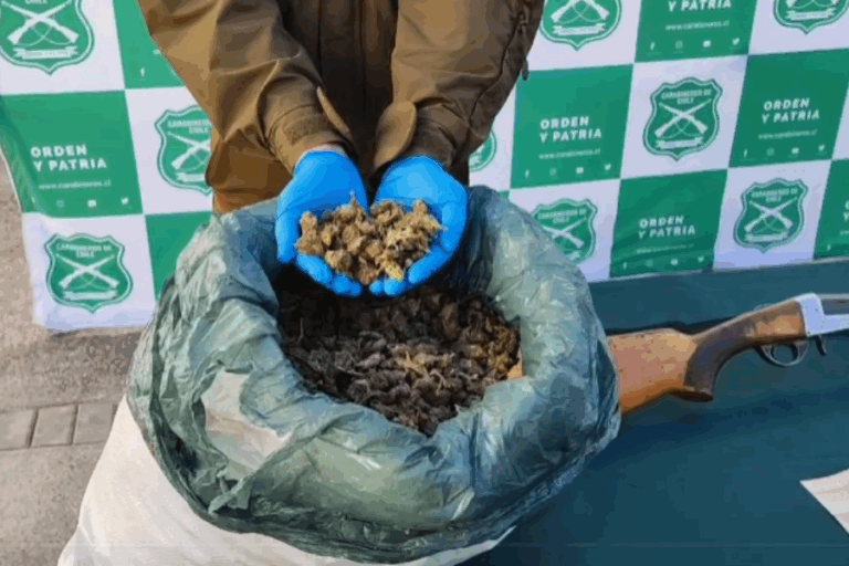 Incautan más de 160 kilos de marihuana en Coquimbo: Avalúo alcanzó los $1.300 millones