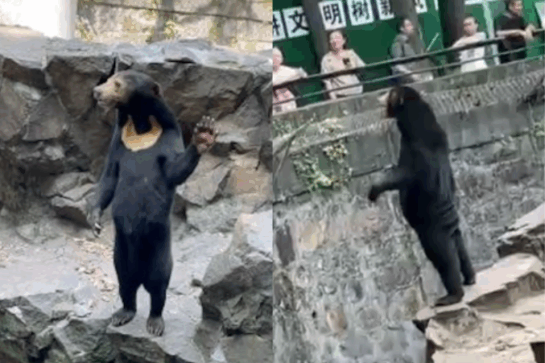 Zoológico chino asegura que sus osos no son personas disfrazadas